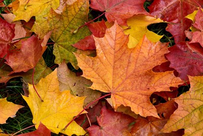 Let’s Keep Buckingham Beautiful This Fall!