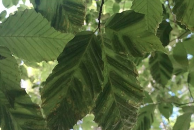 Beech Leaf Disease Detected in Buckingham—Learn How to Spot It!