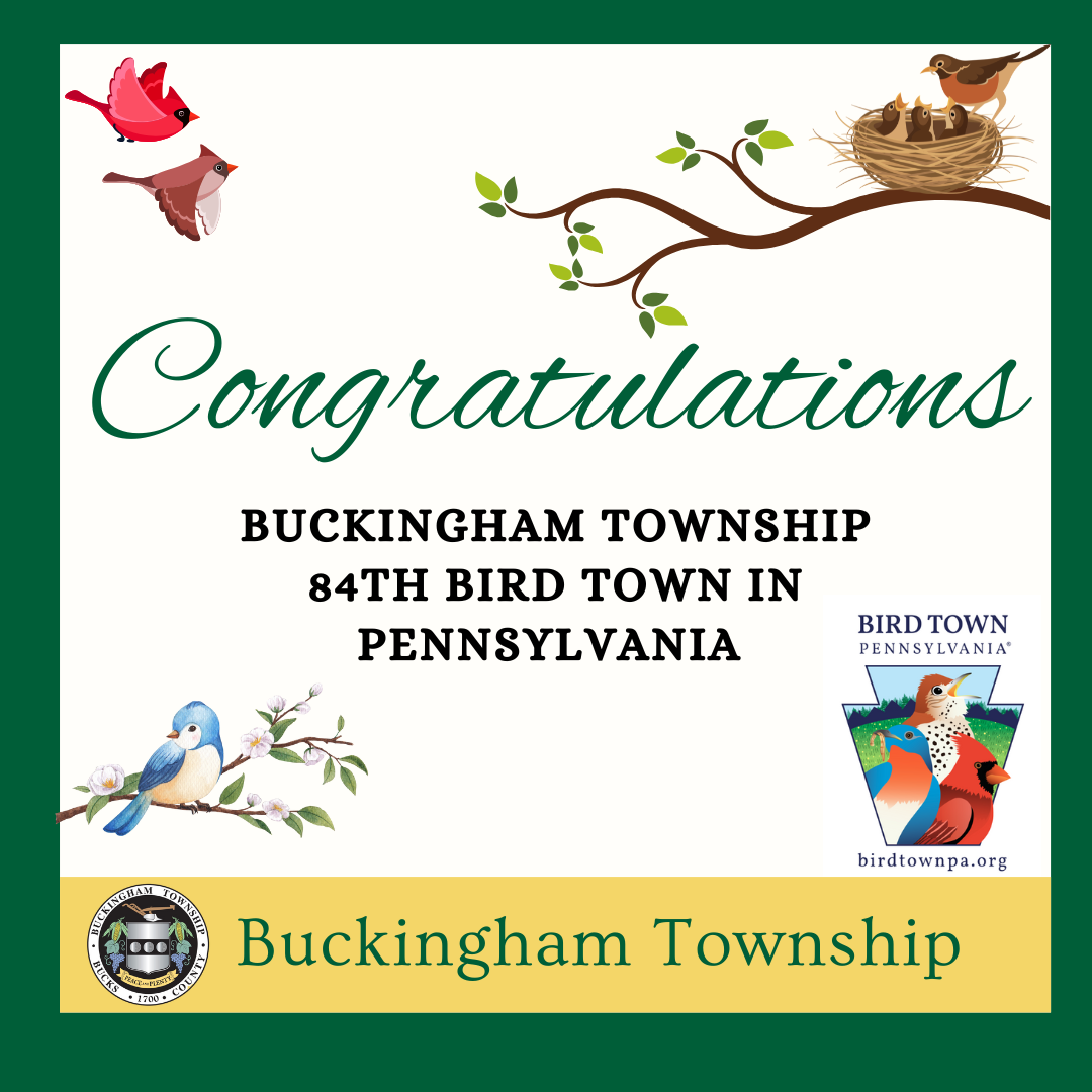 Bird Town Image