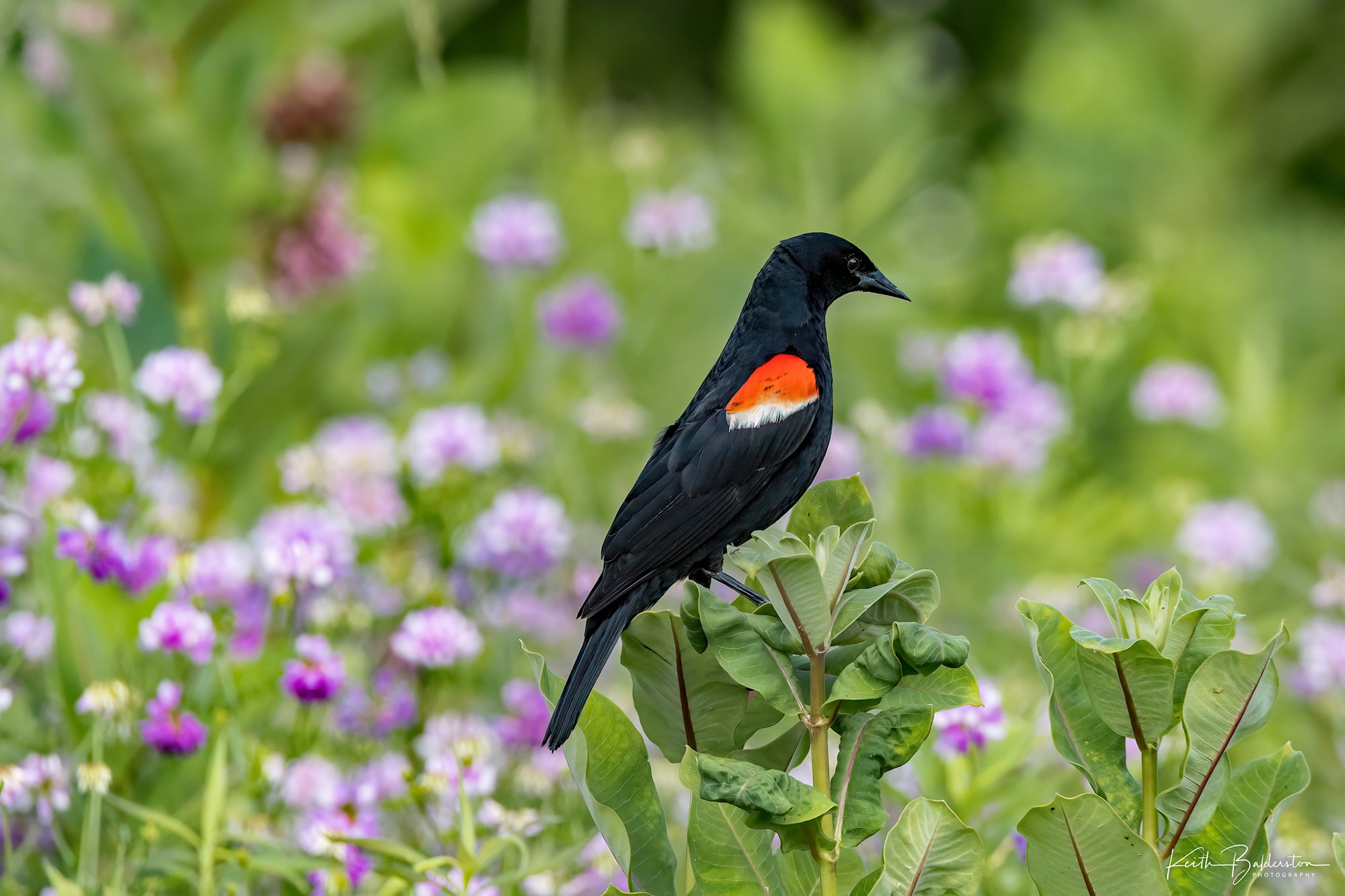 Spring in Buckingham