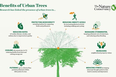 In Case You Missed It: Branching Out with Better Tree Care