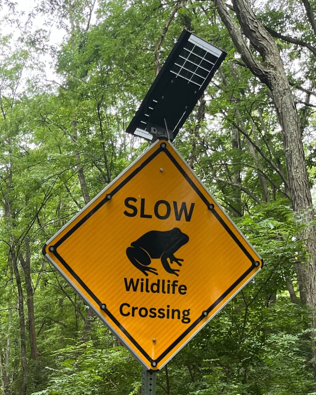 New Wildlife Crossing Signs on Upper Mountain Road